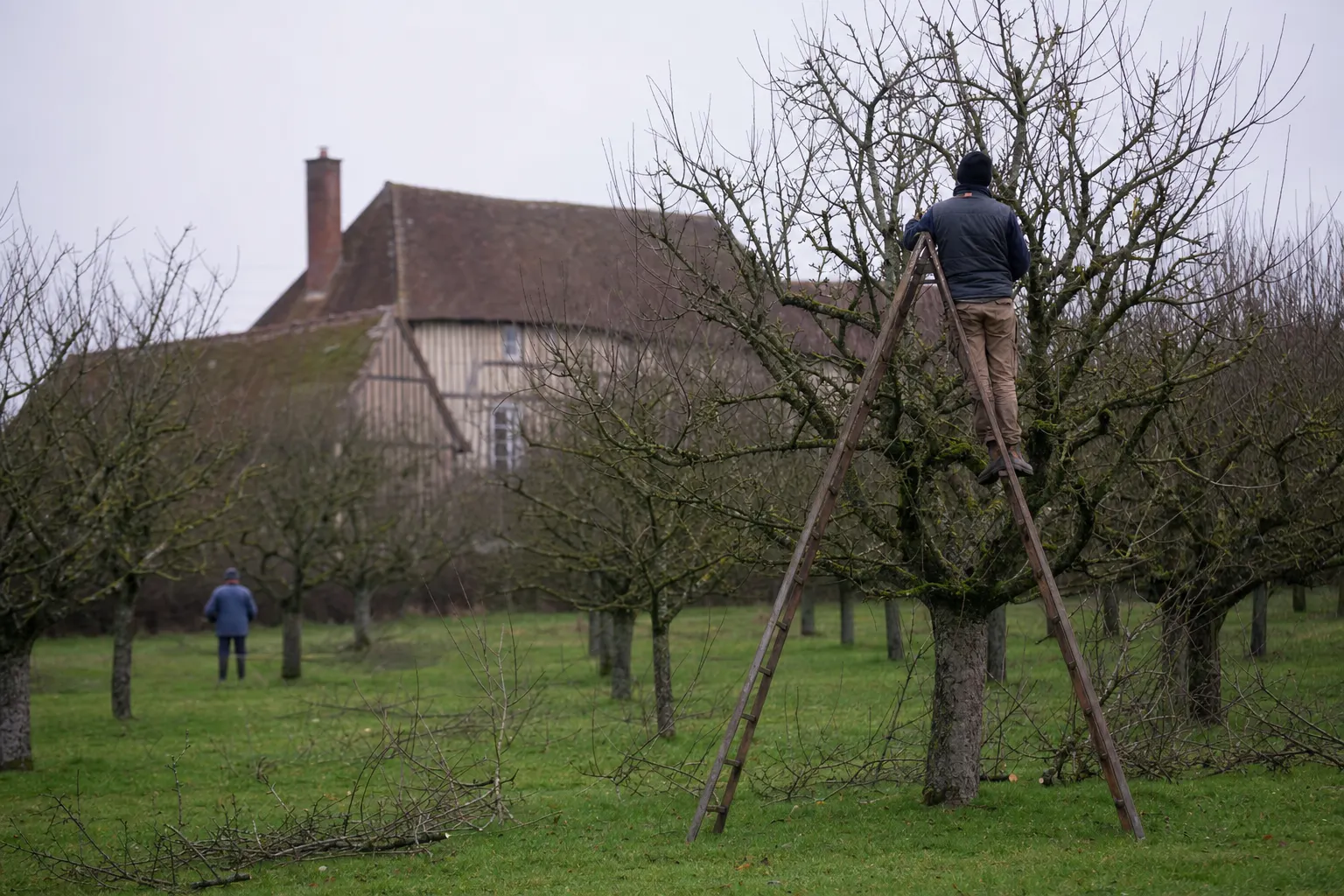 Verger de pommiers du Pays d'Auge en taille d'hiver